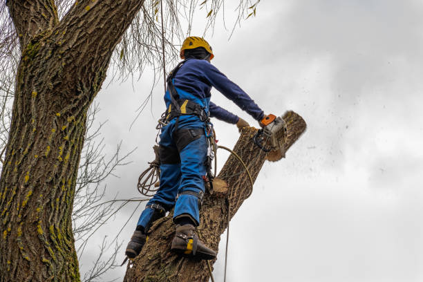 Best Tree Cabling and Bracing  in Forked River, NJ