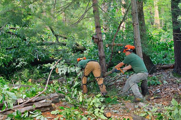 Best Seasonal Cleanup (Spring/Fall)  in Forked River, NJ