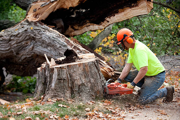 Best Emergency Tree Removal  in Forked River, NJ