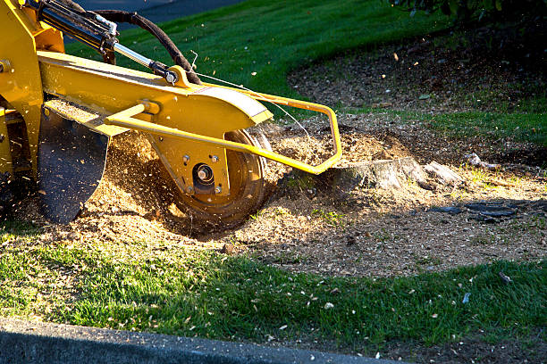 Best Lawn Grading and Leveling  in Forked River, NJ