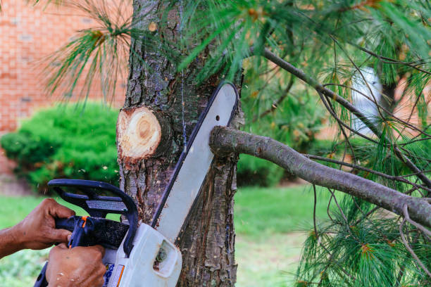 Best Firewood Processing and Delivery  in Forked River, NJ